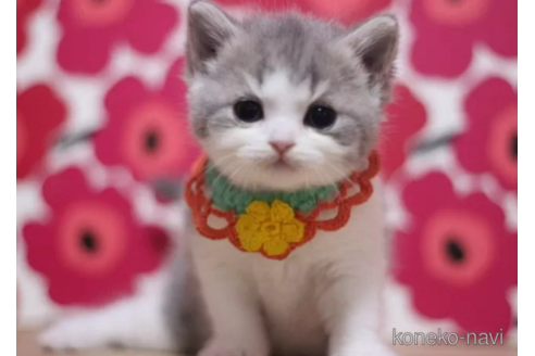 成約済の東京都のスコティッシュフォールド-108538の6枚目